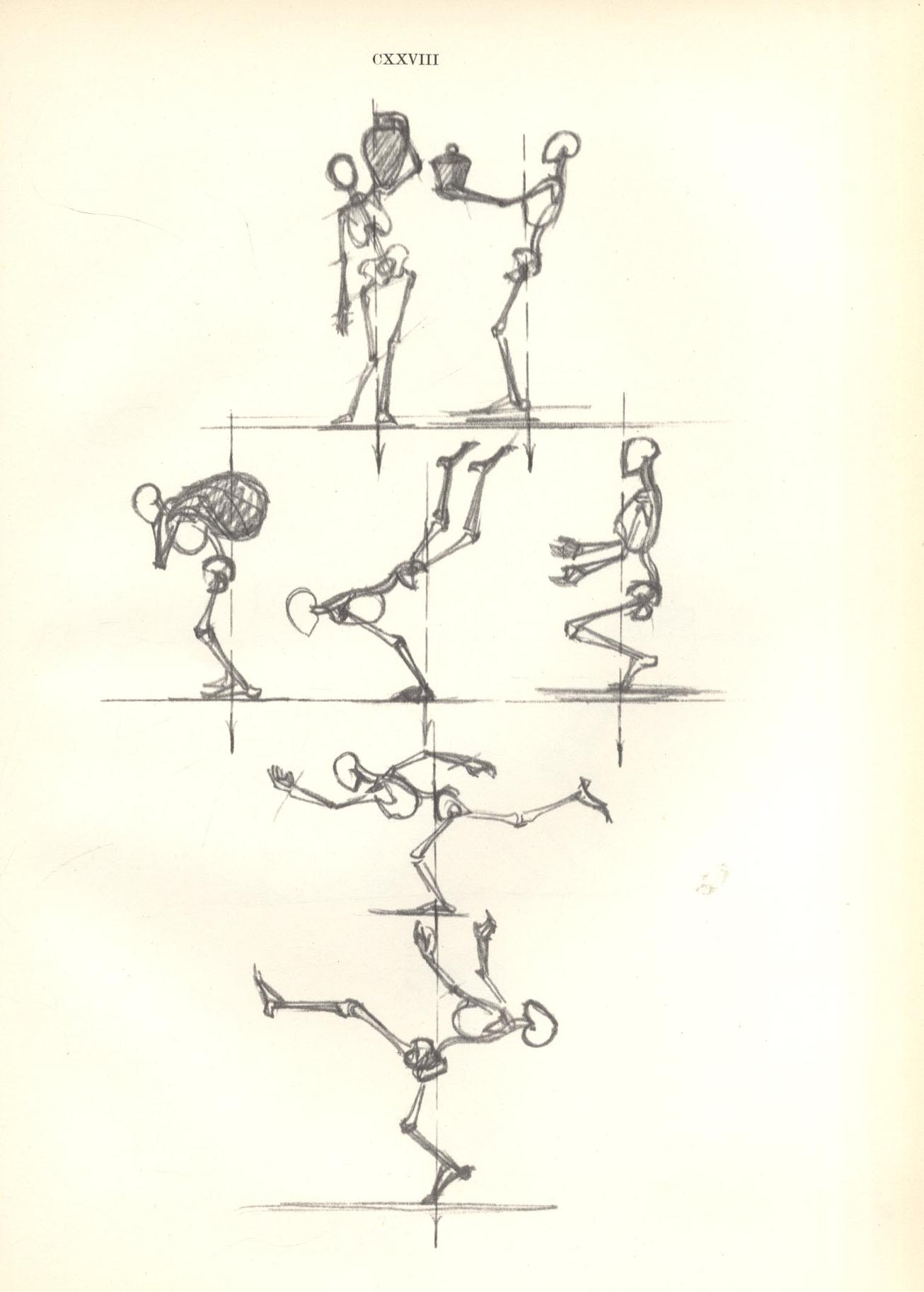 Anatomy for the artist jeno barcsay Anatomy for the artist jeno barcsay