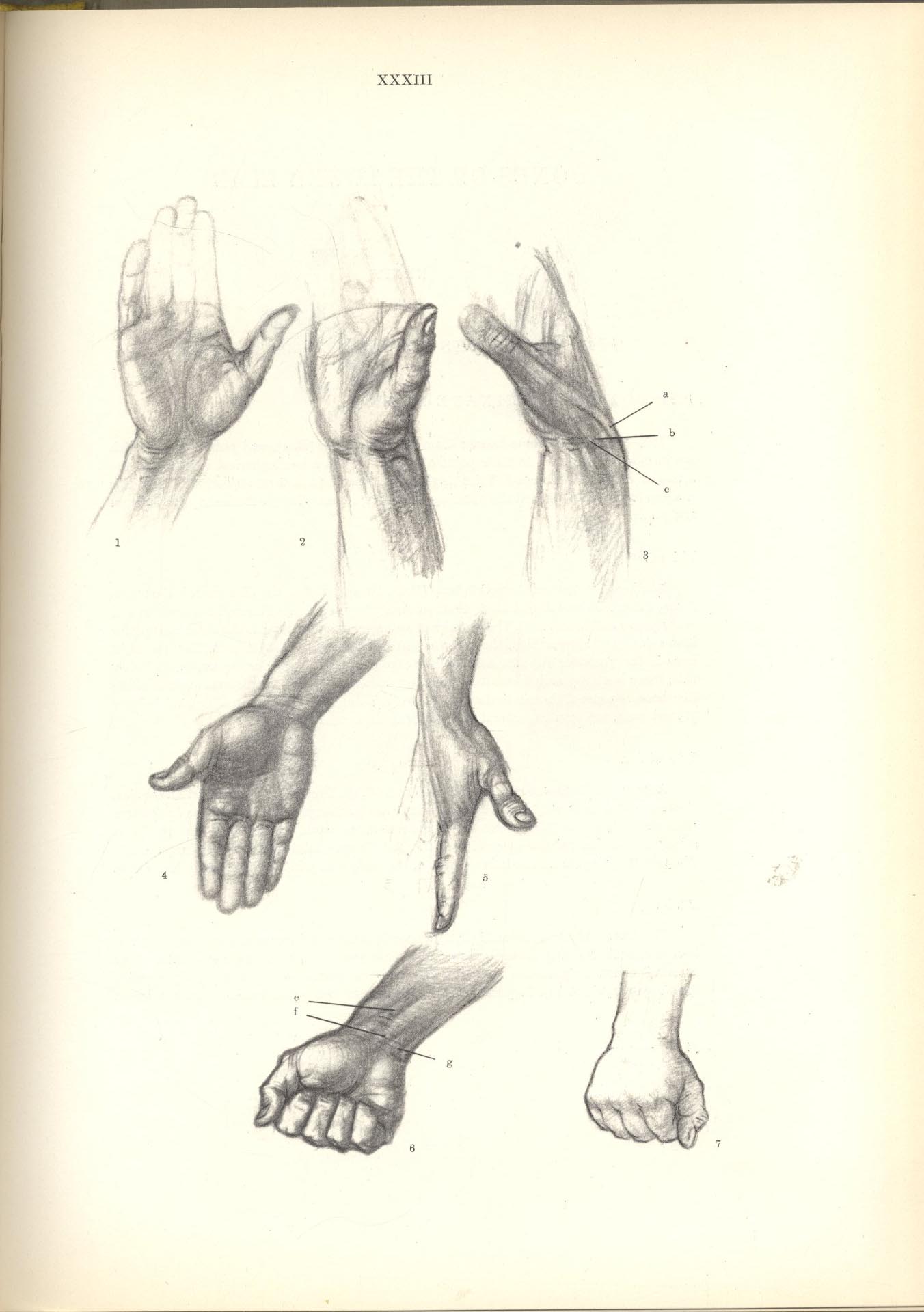 Anatomy for the artist jeno barcsay pdf free full